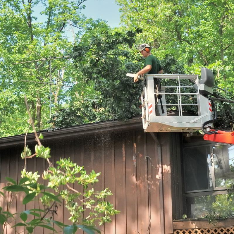 Removing tree limbs