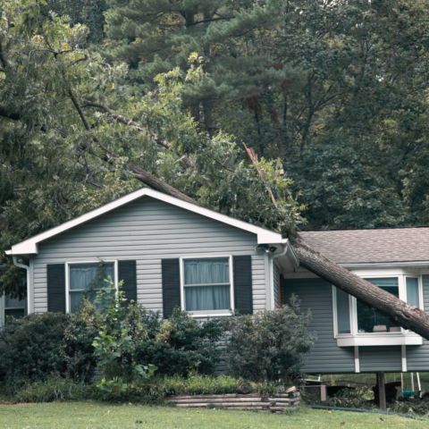 tree on house